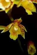 Image of Bifrenaria longicornis Lindl.