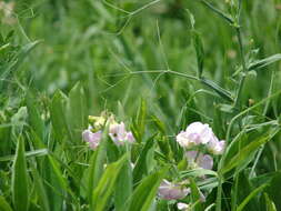 Image of Everlasting pea