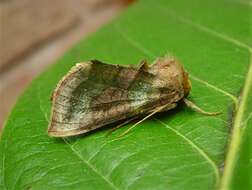 Image of burnished brass