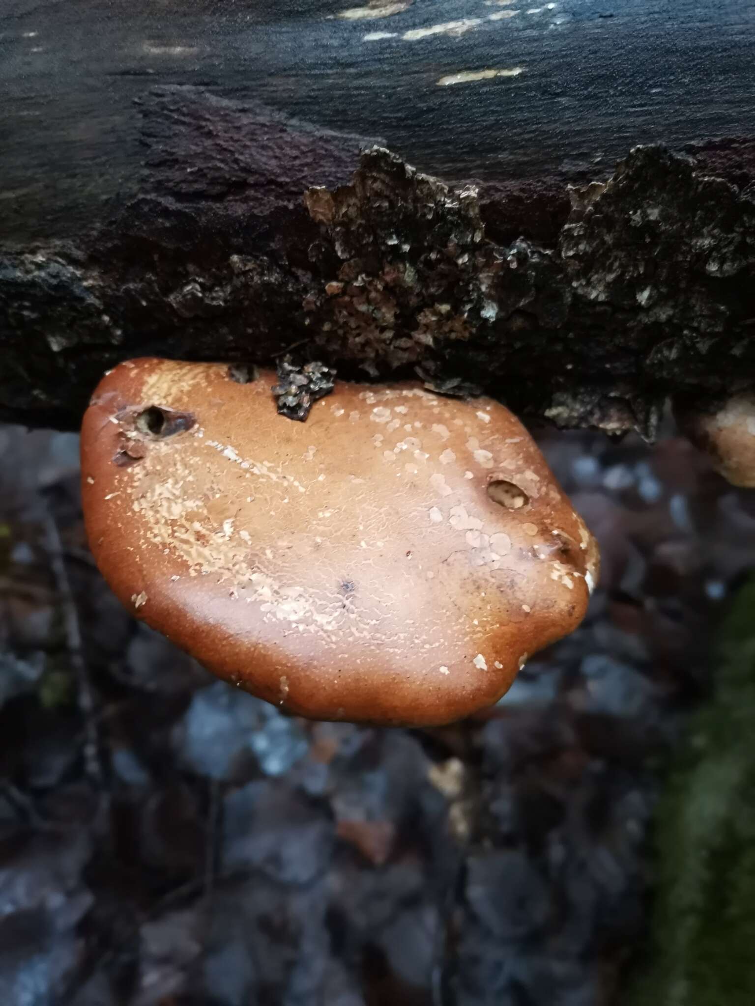 Image of birch polypore