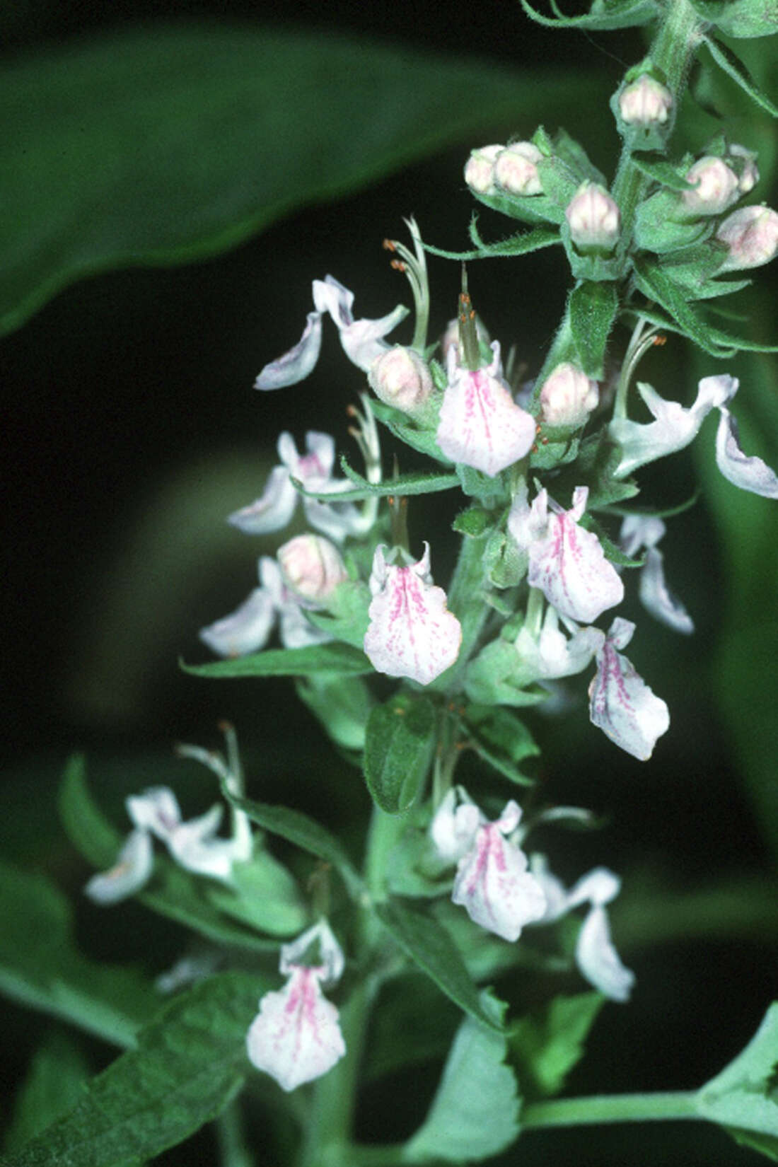 Image of Canada germander