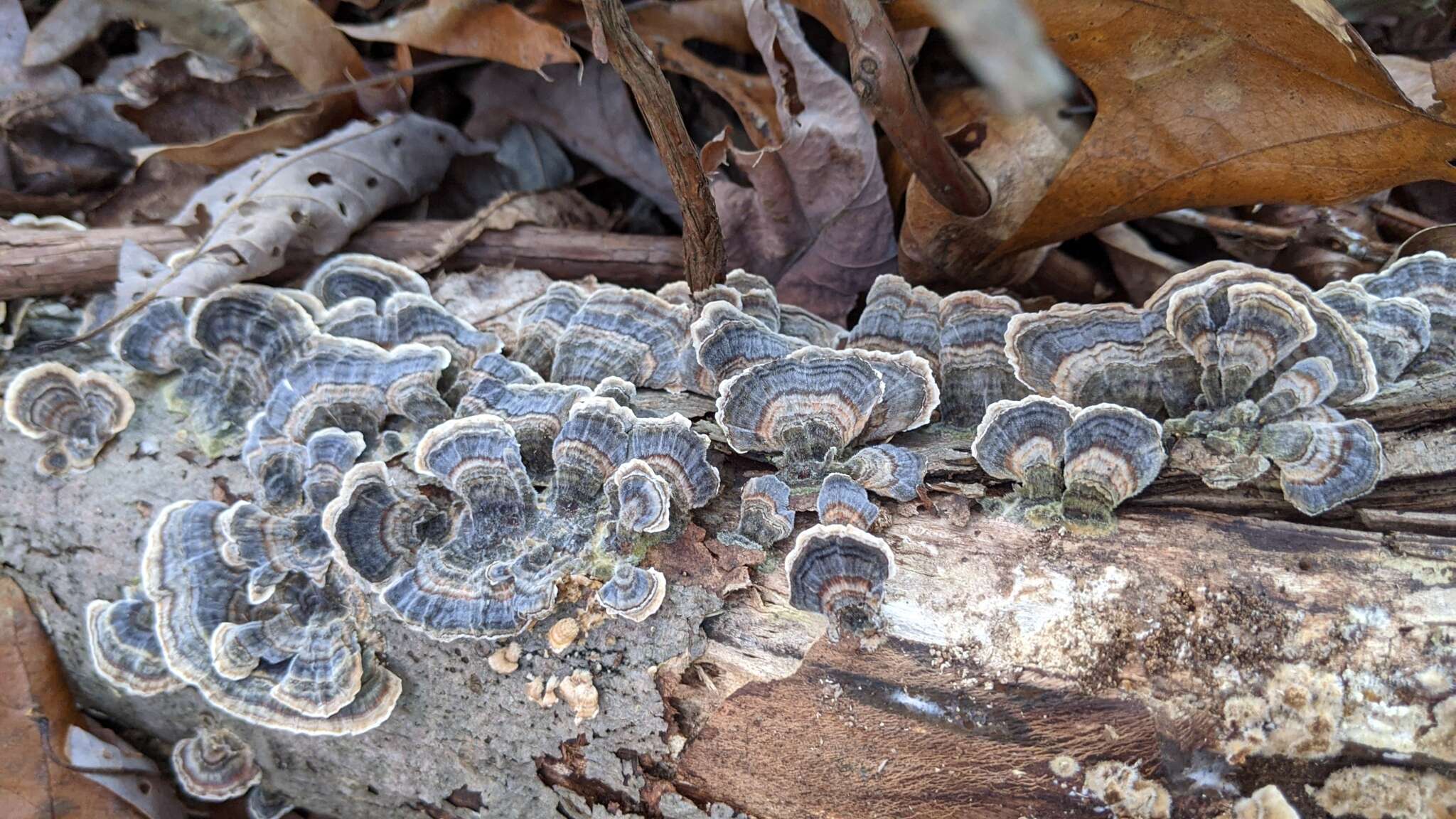 Image of Turkey Tail