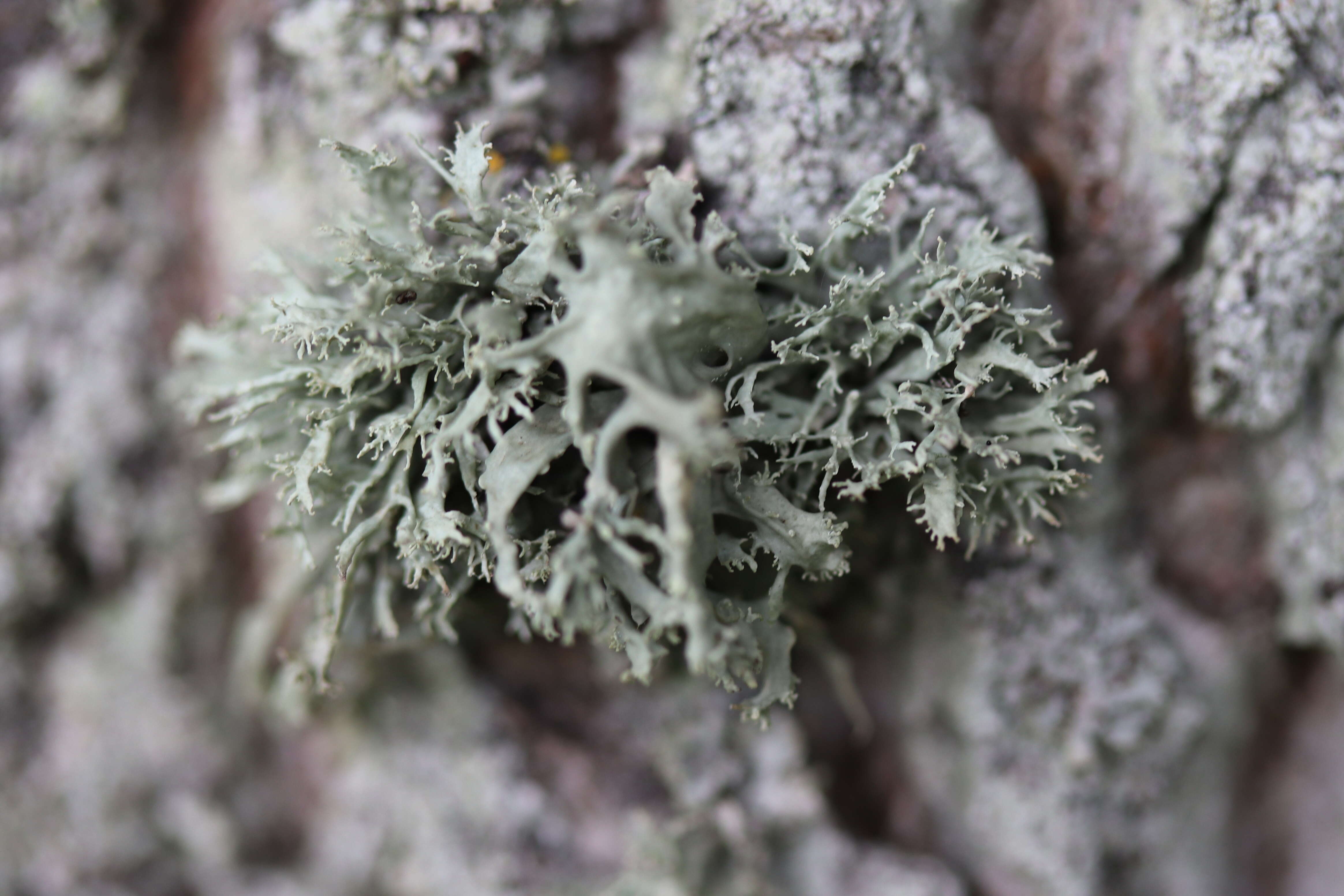 Image of farinose cartilage lichen