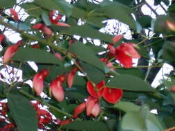 Imagem de Erythrina crista-galli L.