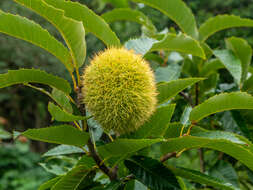 Image of Japanese chestnut