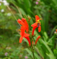 Image of Cape honeysuckle