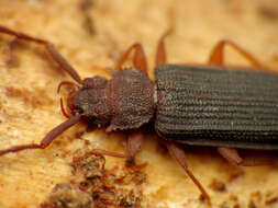 Image of silvanid flat bark beetles