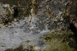 Image of lecidella lichen