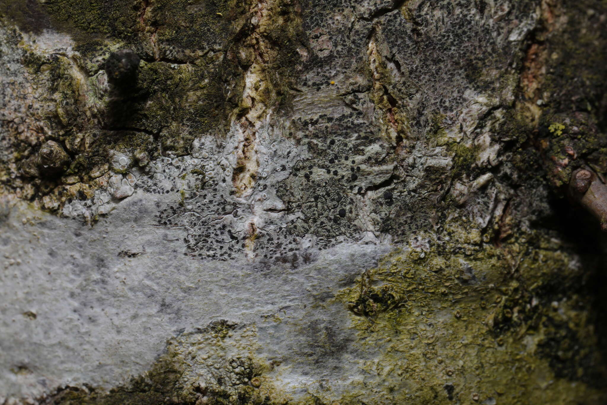 Image of lecidella lichen