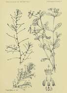 Image of Amaranthus sclerantoides (Anderss.) Anderss.