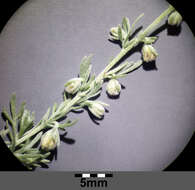 Image of Artemisia austriaca Jacq.