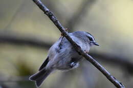 Image of Golden-crowned Kinglet