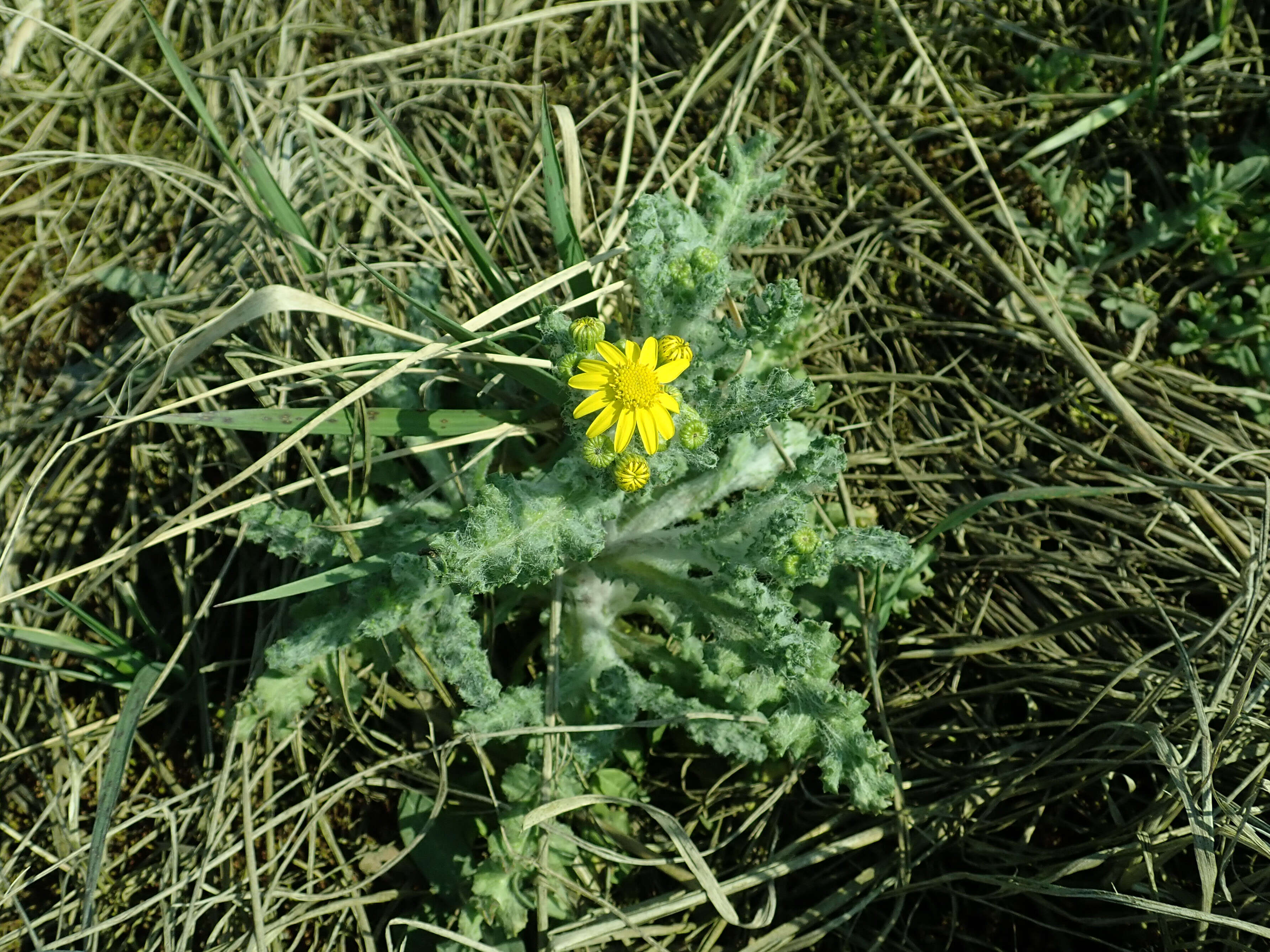 Image of eastern groundsel