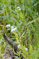 Image of true forget-me-not