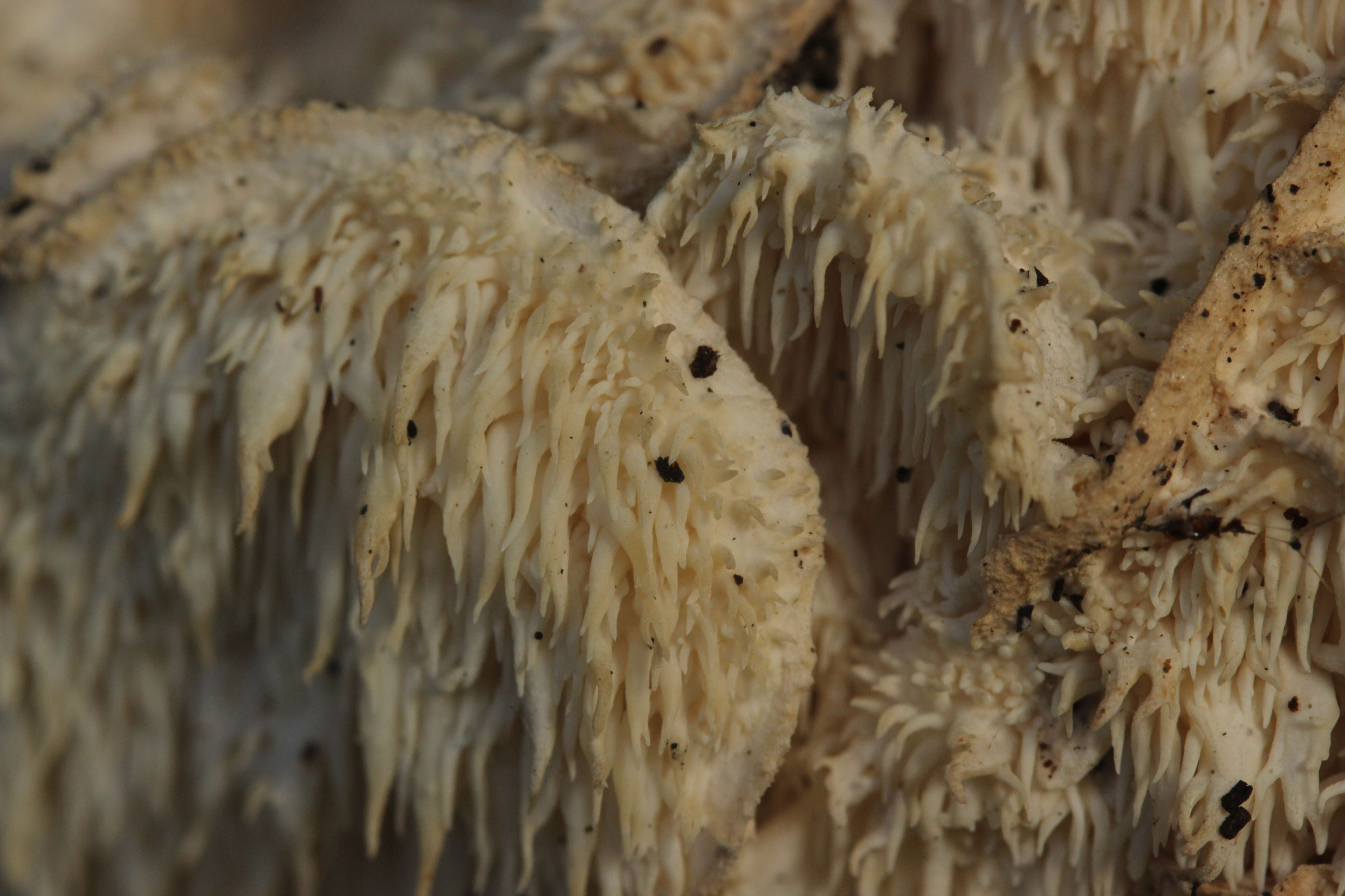 Image of Hericium cirrhatum (Pers.) Nikol. 1950