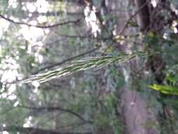 Image of bearded couch-grass