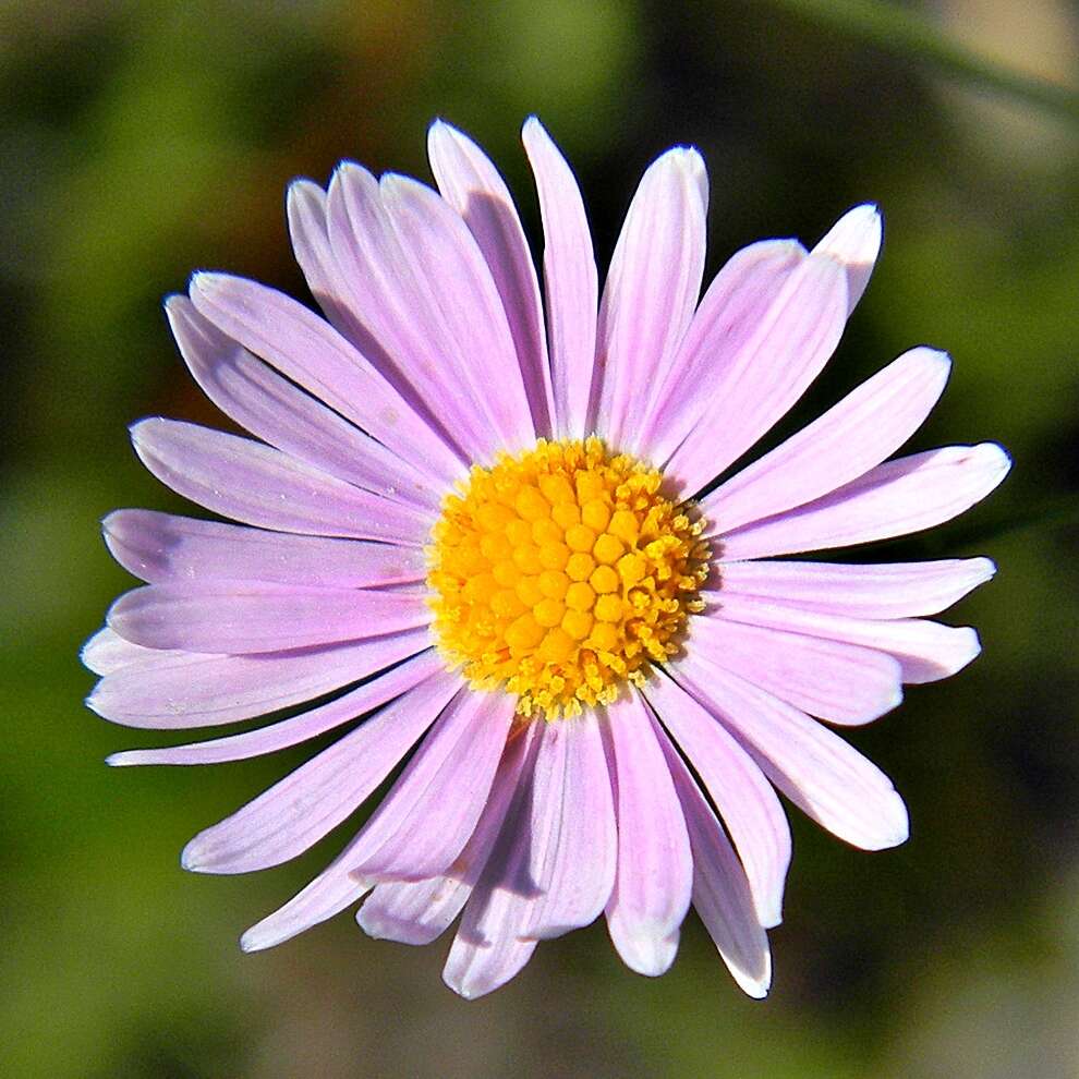 Sivun Symphyotrichum tenuifolium (L.) G. L. Nesom kuva