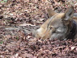 Image of Red wolf