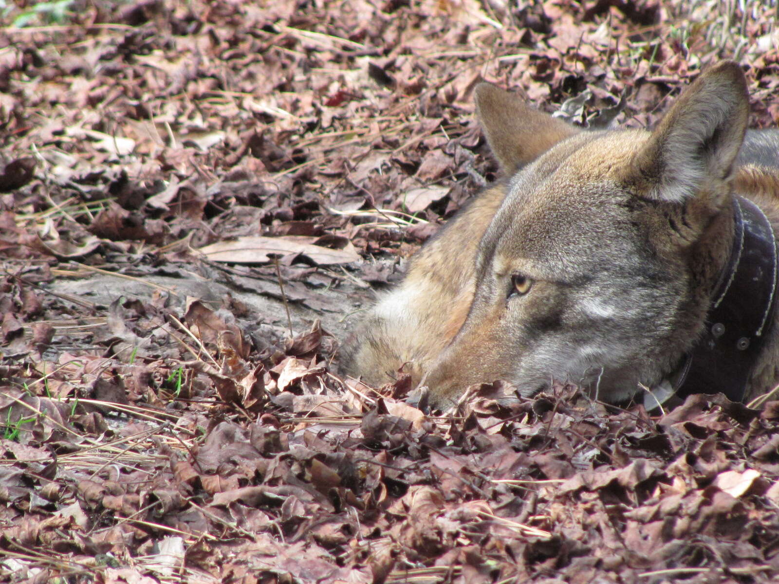 Image of Red wolf