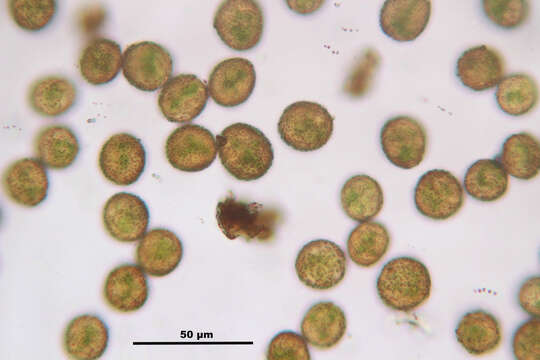 Image of distichium moss