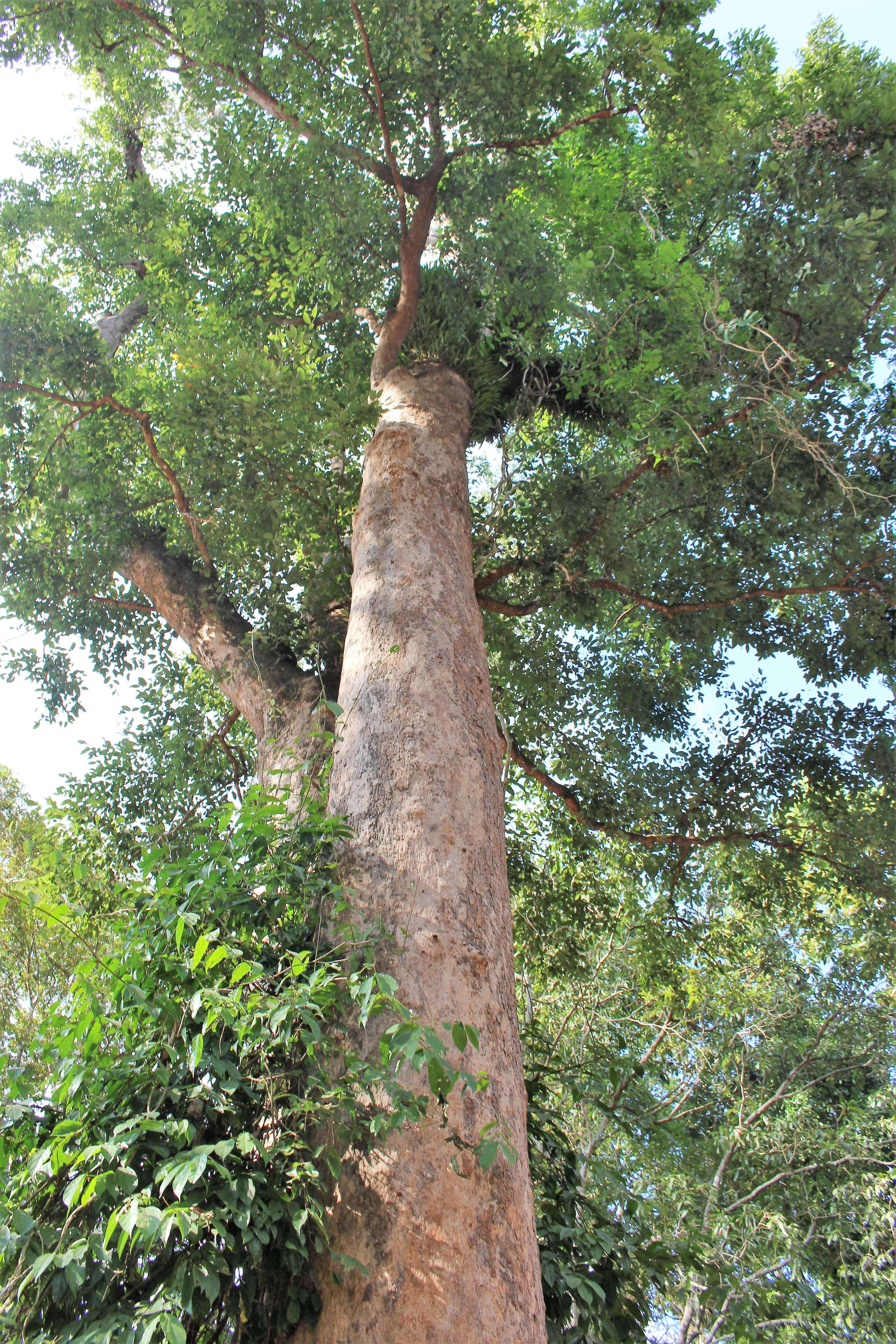 Image of Irvingia malayana Oliv. ex A. W. Benn.