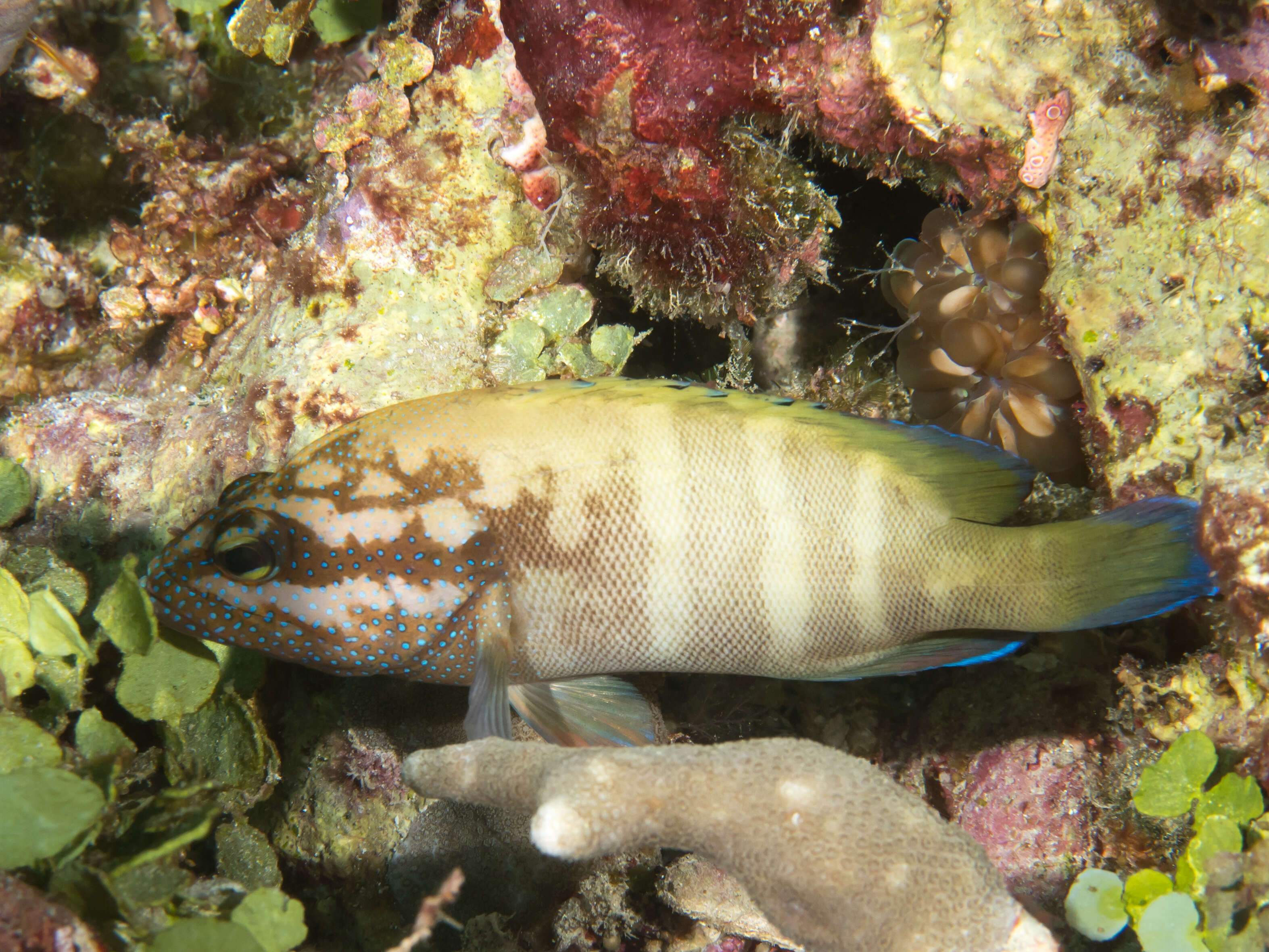 Image of Banded Reed Cod