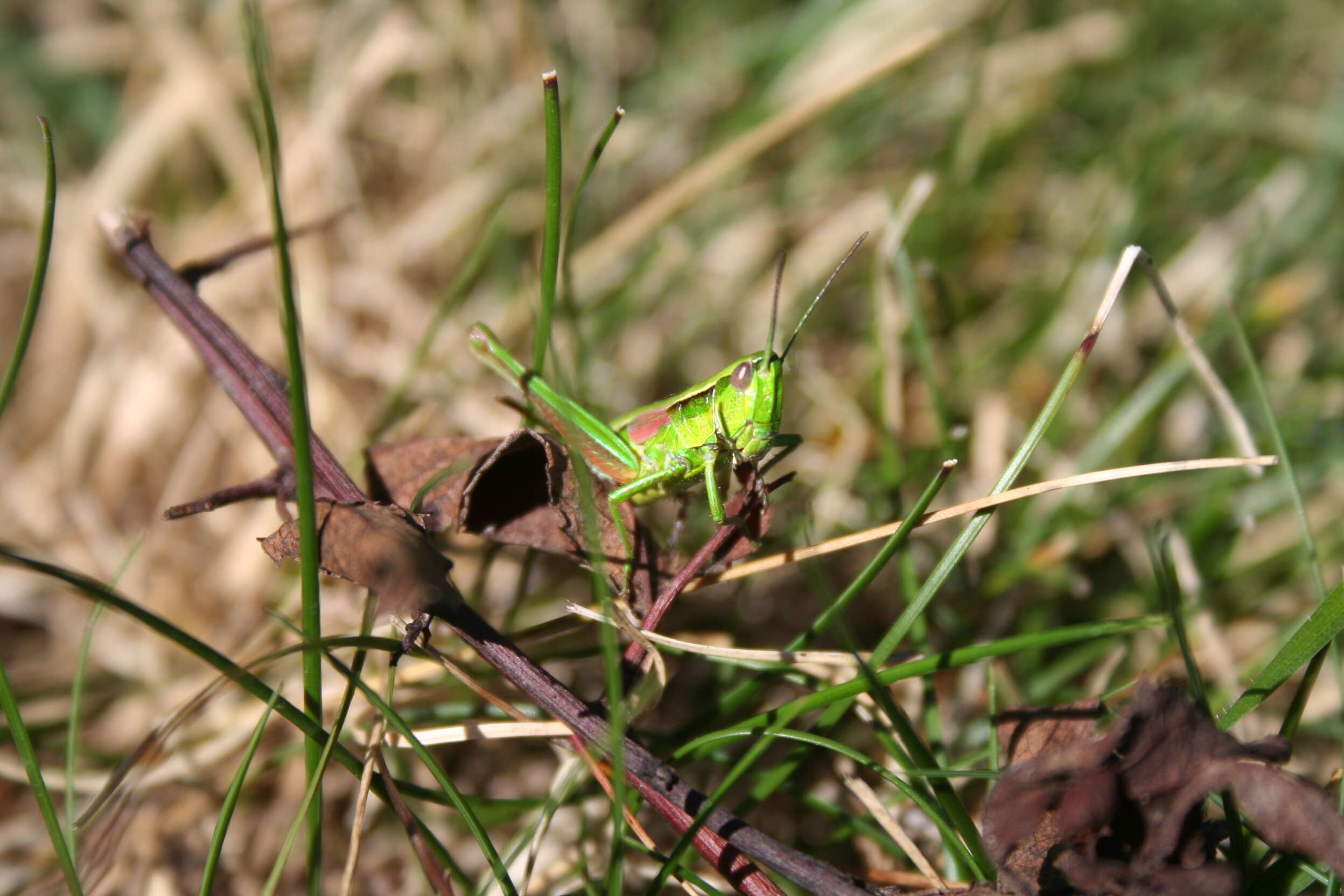 Image de Euthystira