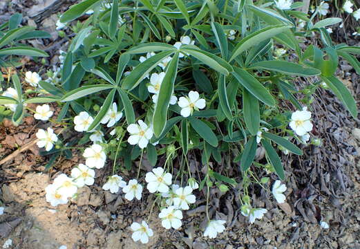 Imagem de Potentilla alba L.