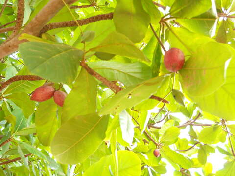 Image of tropical-almond