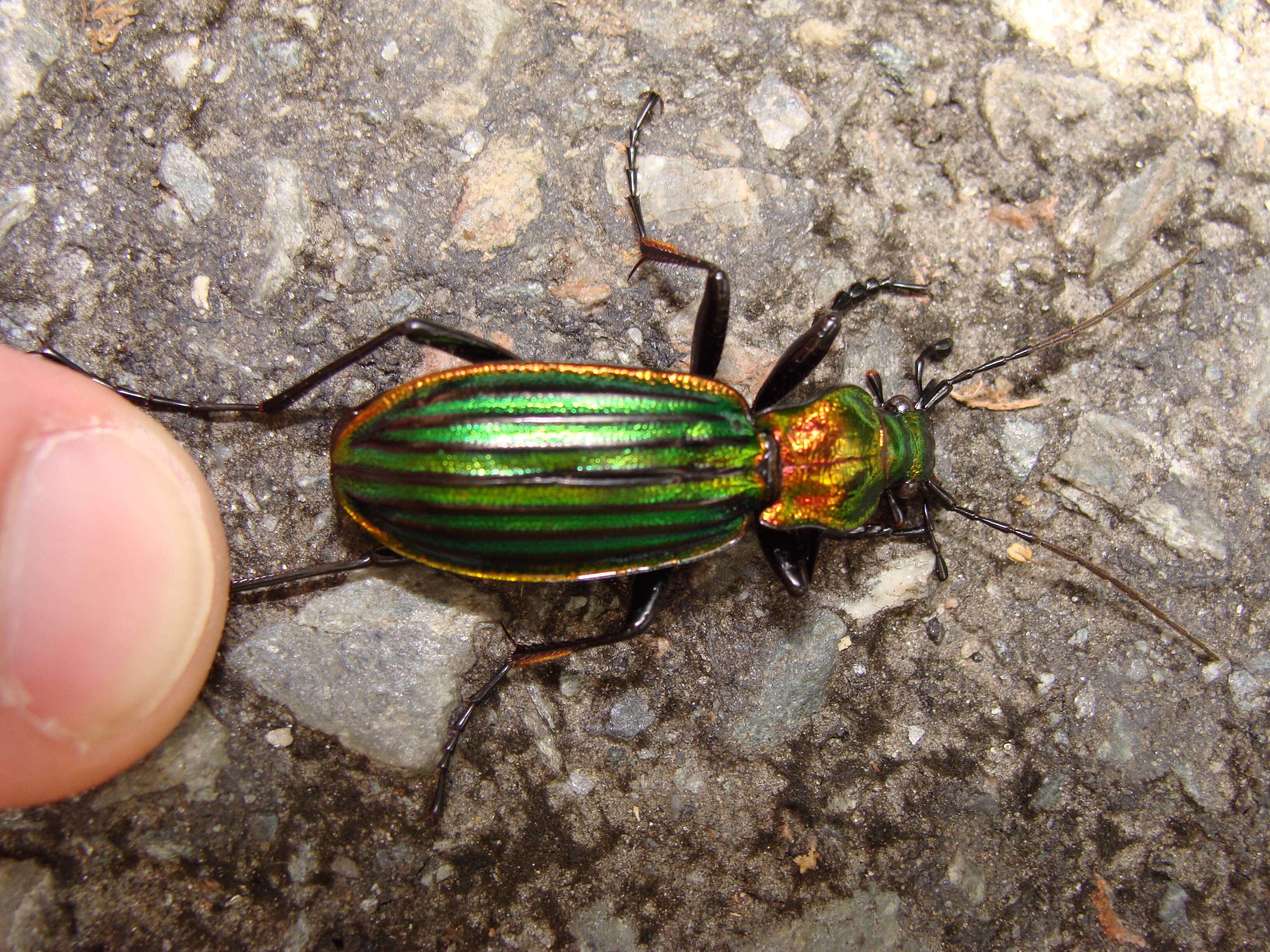 Image of Carabus (Chrysocarabus) basilicus Chevrolat 1836