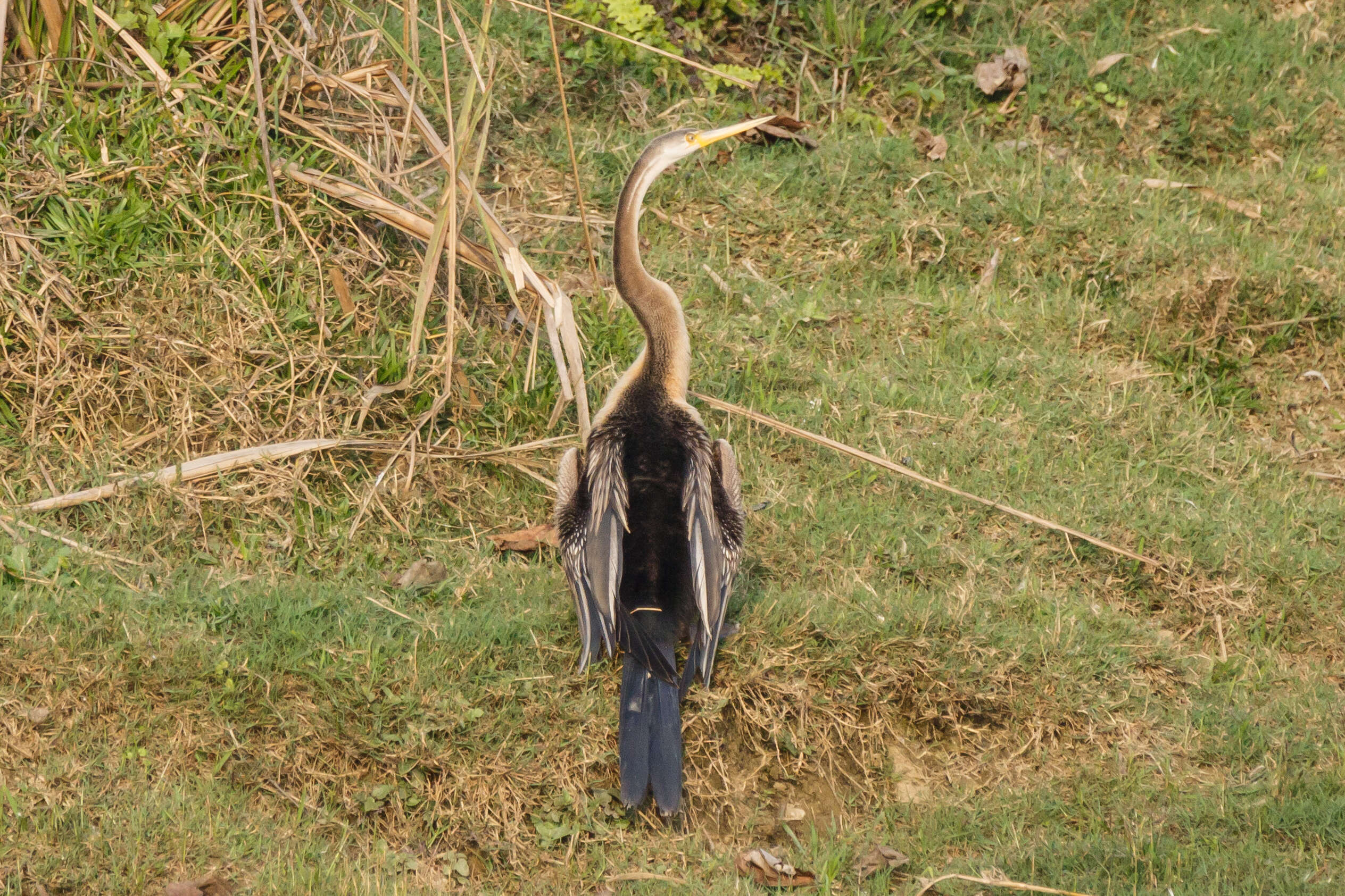 Image of Oriental Darter