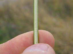 Image of spiny rush