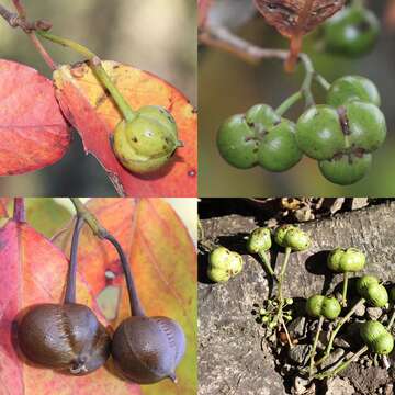 صورة Neoshirakia japonica (Siebold & Zucc.) Esser