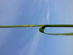 Image of Japanese millet