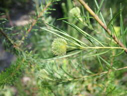 Image de Ricinocarpos pinifolius Desf.