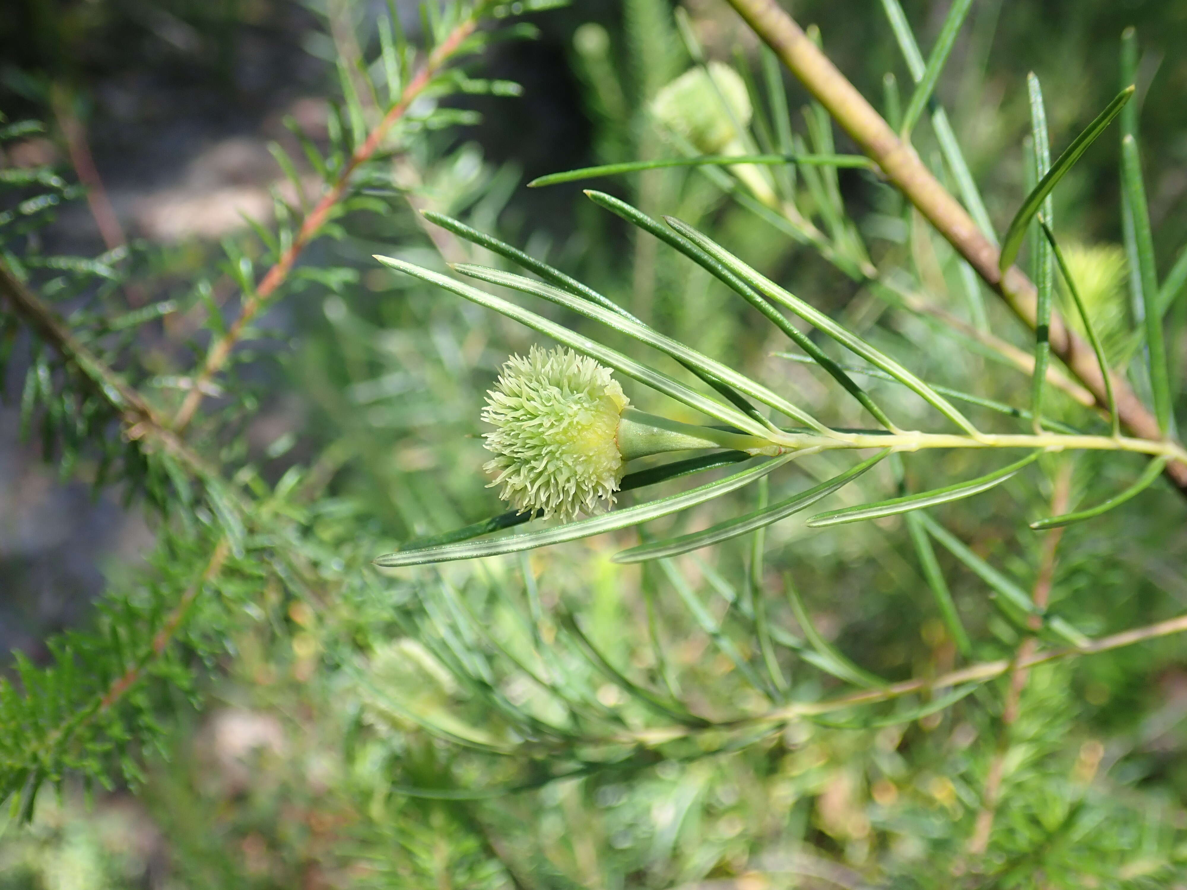 Image de Ricinocarpos pinifolius Desf.