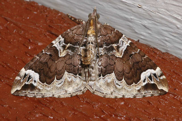 Image of Northwestern Phoenix Moth