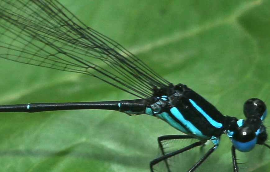 Image of Melanoneura bilineata Fraser 1922