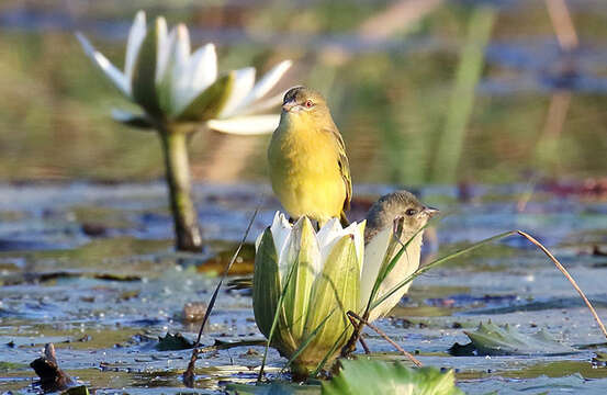 Image of Katanga Masked Weaver