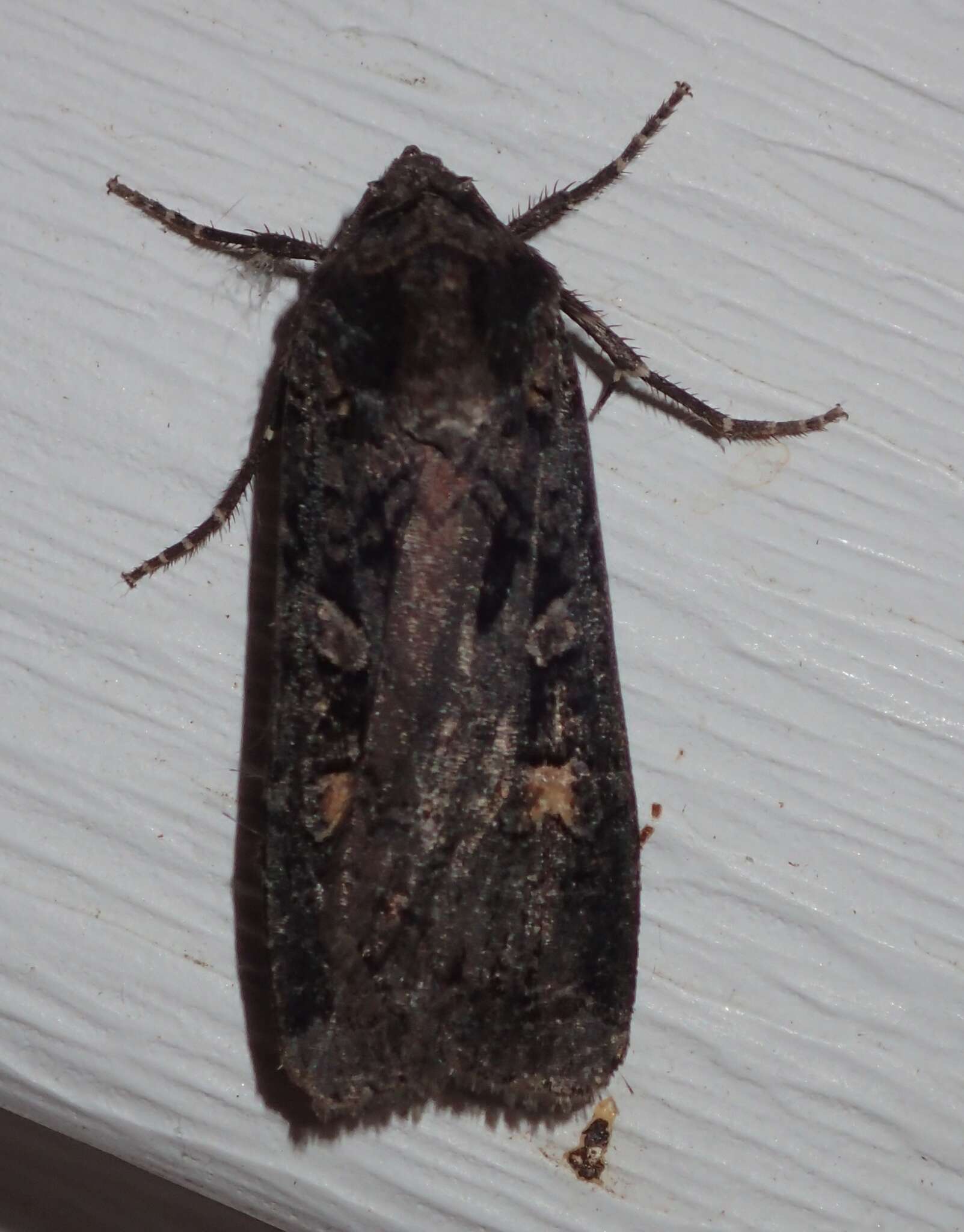 Image of Black Army Cutworm