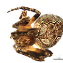 Image of Theridion glaucescens Becker 1879