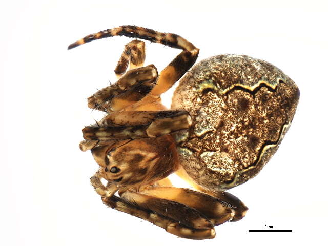 Image of Theridion glaucescens Becker 1879