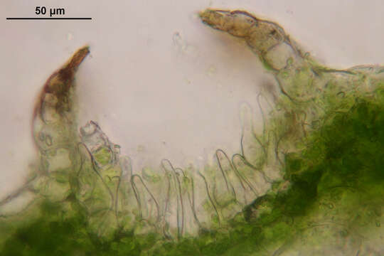 Image of Conocephalum salebrosum Szweyk., Buczk. & Odrzyk.