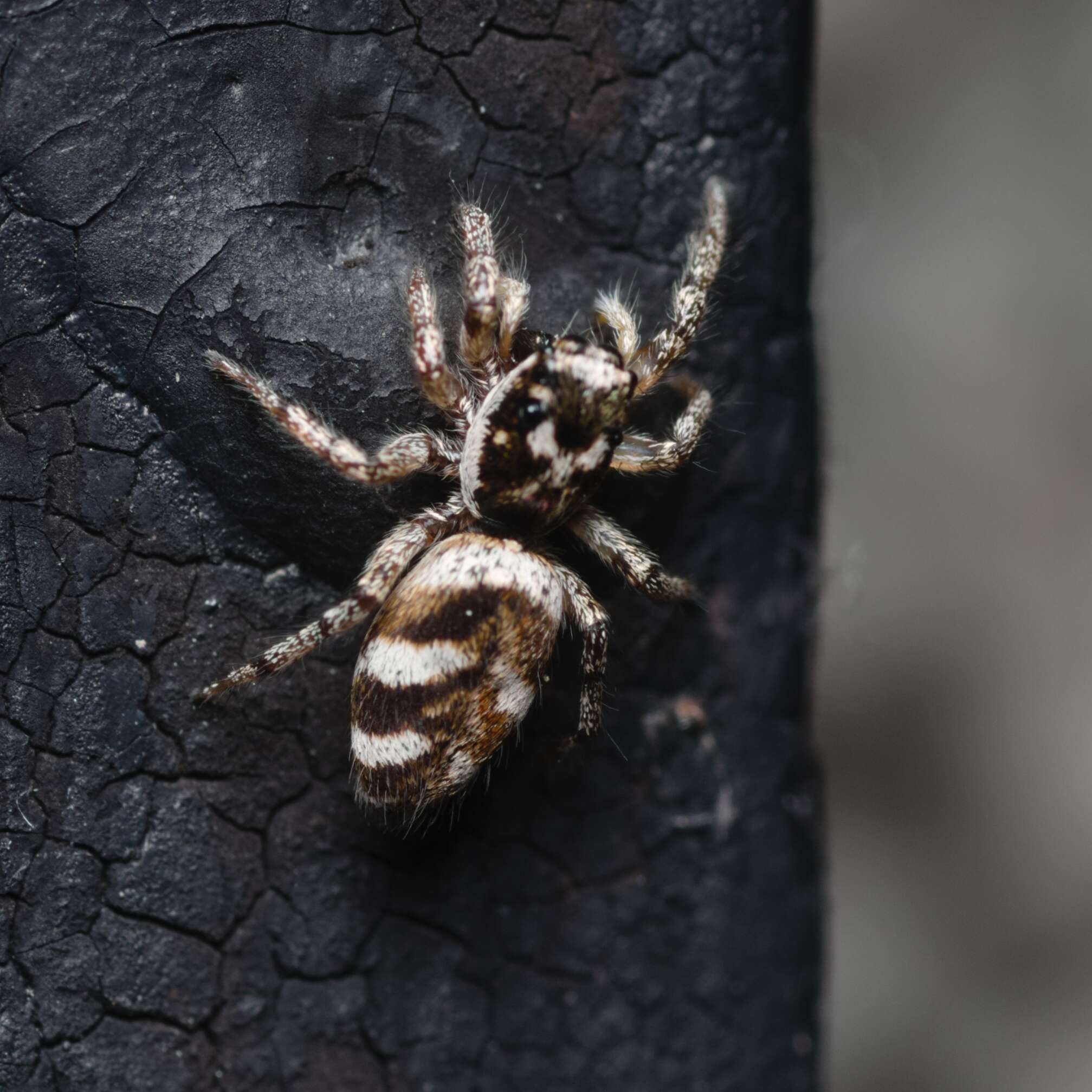 Image of Zebra spider