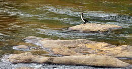 Image of White-breasted Cormorant