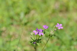 Image of hedgerow geranium