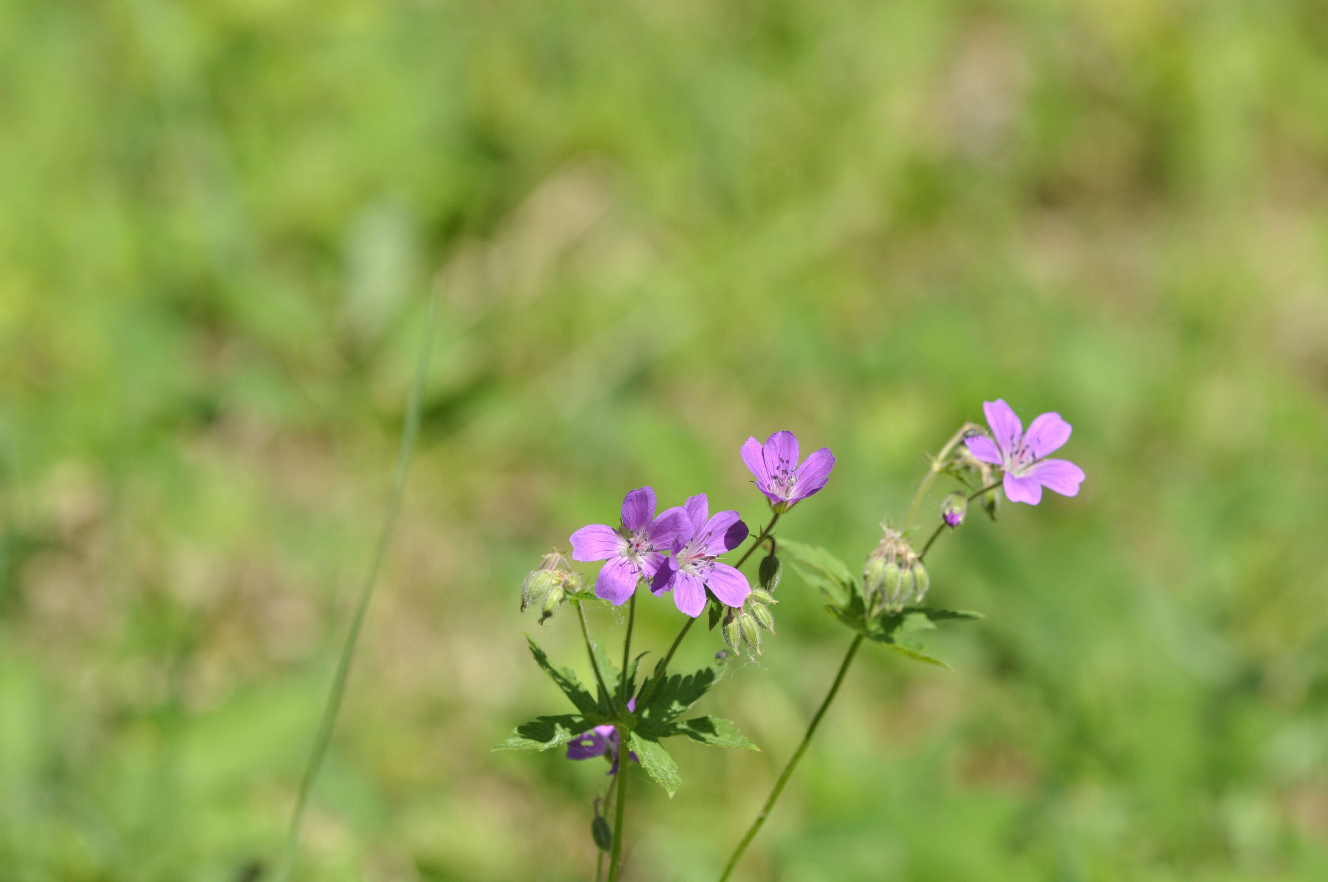 Image of hedgerow geranium