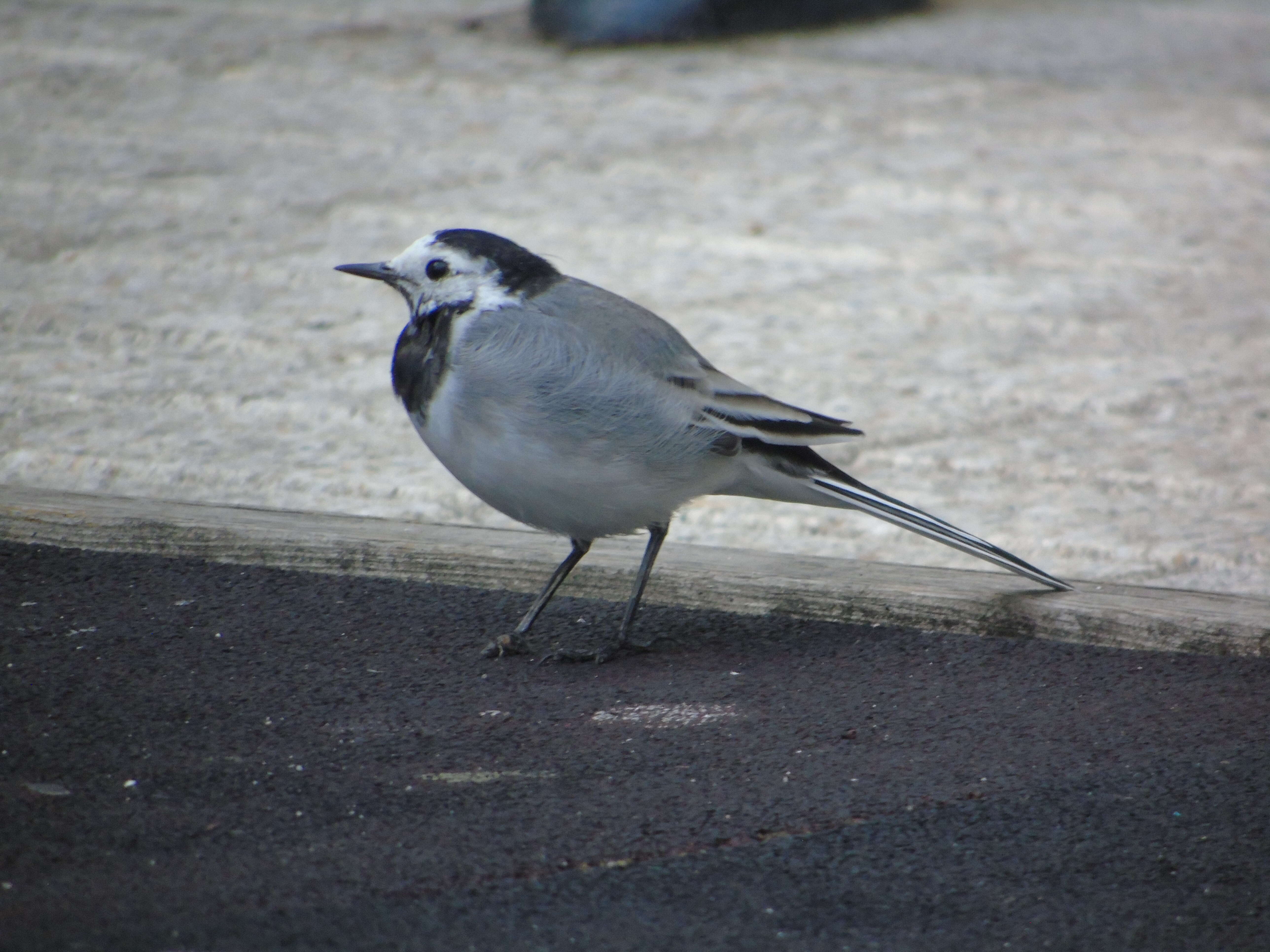 Image of Pied Wagtail and White Wagtail