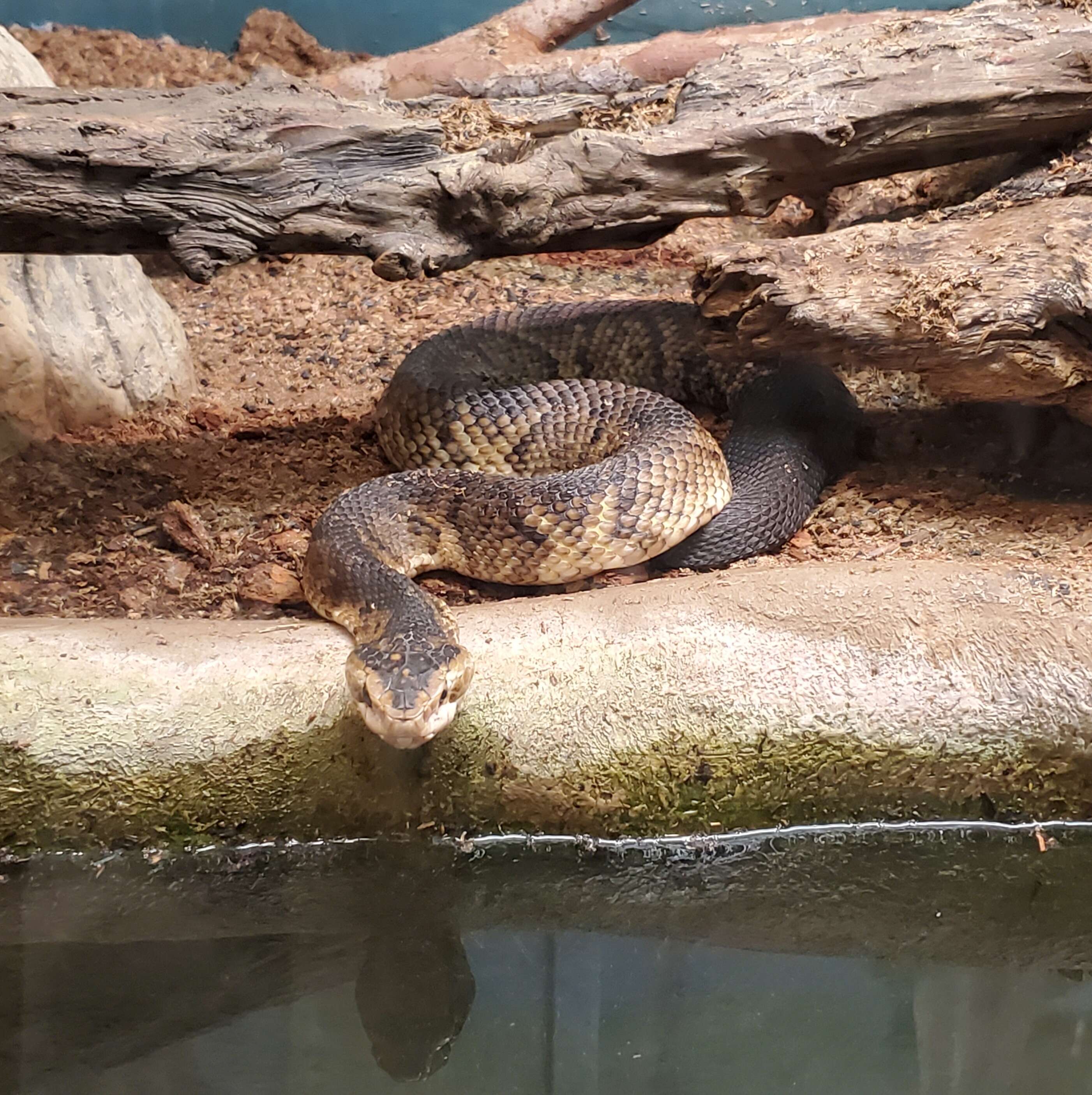 Image of Cottonmouth