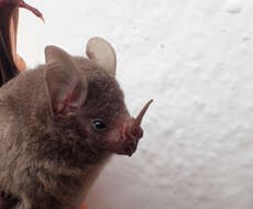 Image of dwarf little fruit bat